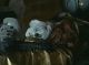 Beware_Of_Dogs024.jpg
